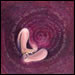 The Torah as a Process of Birth